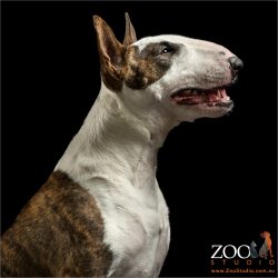 profile Bull Terrier