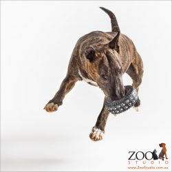leaping Bull Terrier