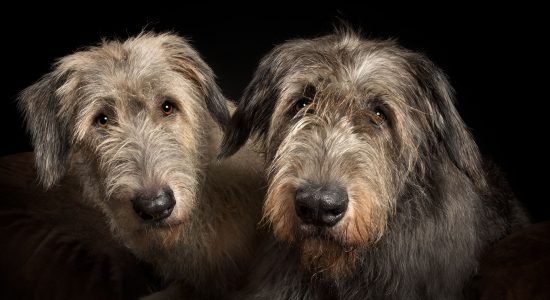 pair of brindle irish wolfhounds