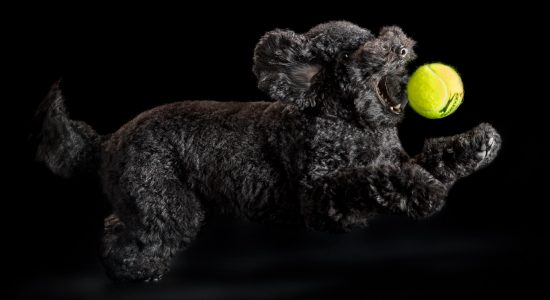 ball crazy miniature poodle