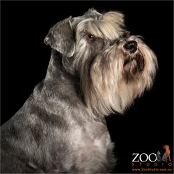 bearded champion mini schnauzer profile