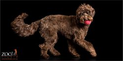running with ball brown labradoodle