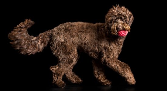 pink ball in labradoodle's mouth