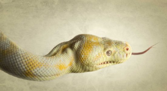 tongue out albino python