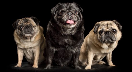 trio of fawn and black pugs