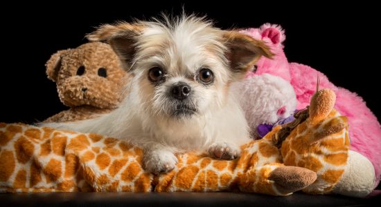 shih tzu cross with soft toys