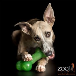 whippet chewing on squeaky toy