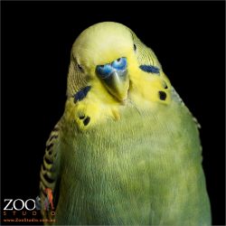 green and yellow budgie close up