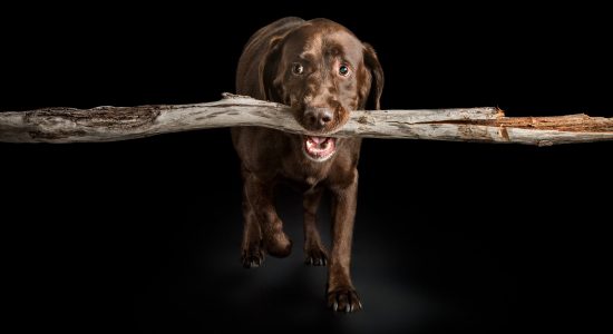large branch in chocolate labrador's mouth