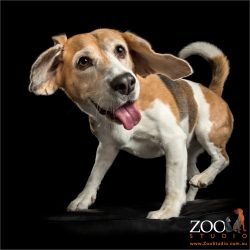 happy dance beagle