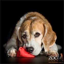 chewing socks beagle