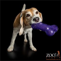 purple toy chewed by beagle