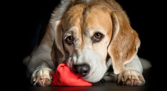 orange sock chewing beagle