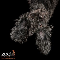 upside down toy poodle