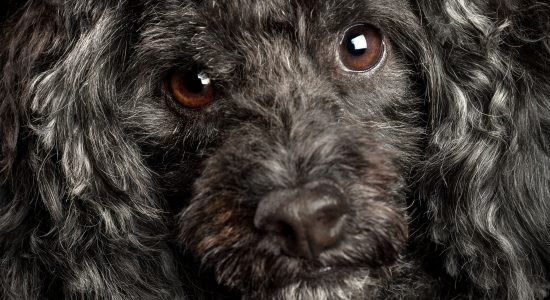 full face close up black toy poodle