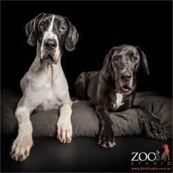 side by side black and white great danes