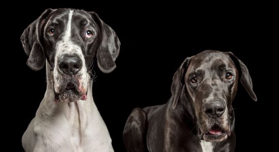 black and white great danes