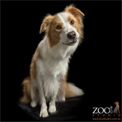 inquisitive red border collie 