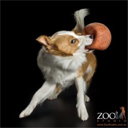 playful red border collie with large ball