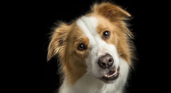 smiling red border collie