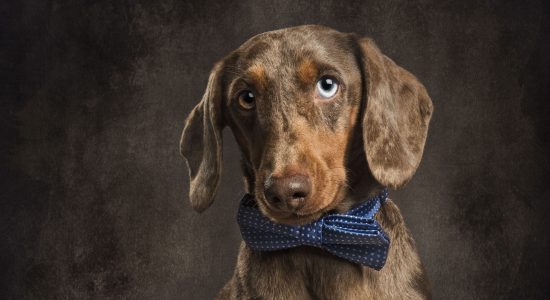 Dapple dachshund in bow tie