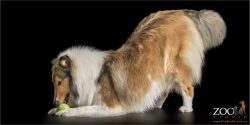 bowing with ball in mouth sable rough collie