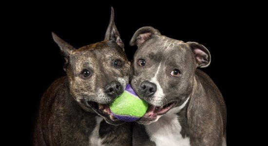 ball in mouth english and american staffies