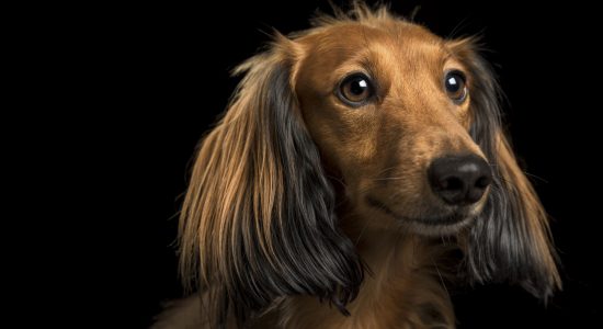 long eared mini dachshund