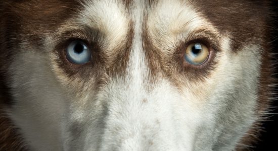 blue and brown eyed husky