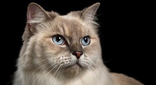 blue eyed full face ragdoll cat