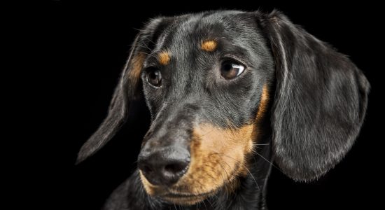 black and tan dachshund face
