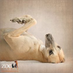 lying on back, legs in fawn greyhound