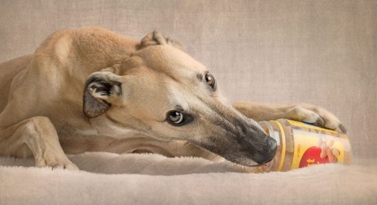 greyhound eating peanut butter from a jar