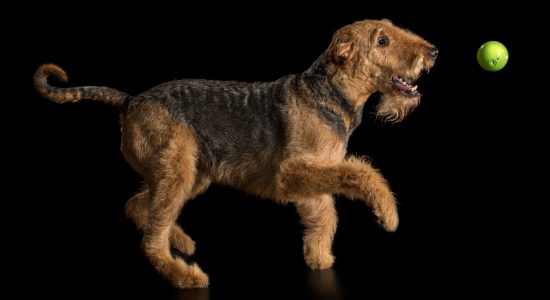 running airedale