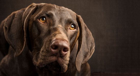 angelic faced german short haired pointer