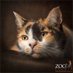 close up face tri-coloured cat