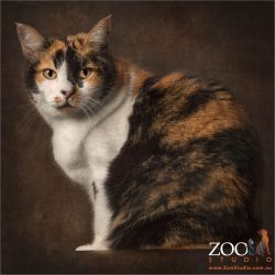 sitting pose tri-coloured cat