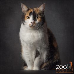 regal stance tri-coloured domestic cat