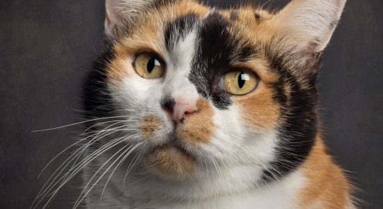 golden eyes tri-coloured face markings cat