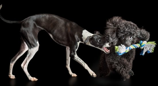 tug of war italian greyhound and toy poodle