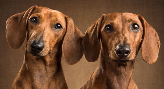 pair of mini dachshunds tan and chestnut