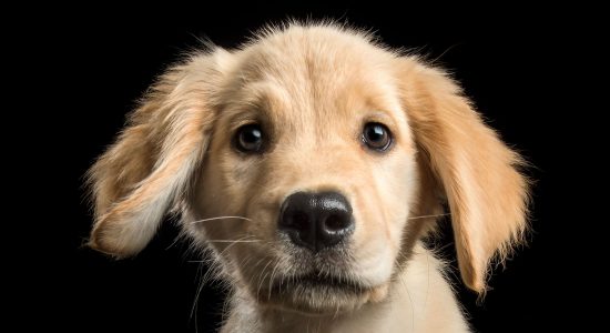 floppy eared golden retriever puppy