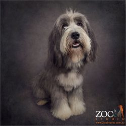 smiling bearded collie