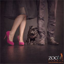 small black pug standing between human legs