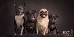three black and fawn pugs with chihuahua fax terrier cross