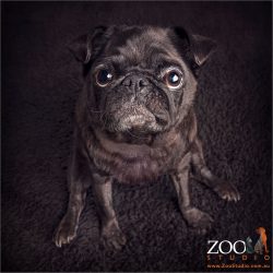 sweet faced small black pug
