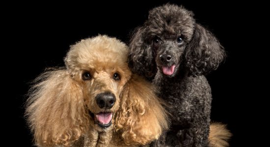 smiling pair of poodles apricot and black