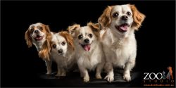 family of four king charles shih tzu cross dogs