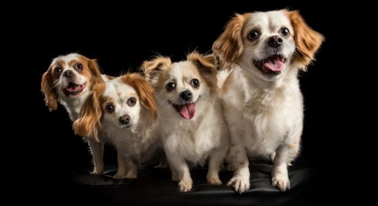 smiling family portrait cavvy and shih tzu crosses