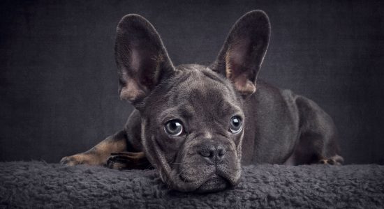 large eared blue french bulldog pup